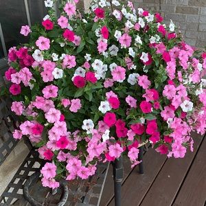 Meet your Posher, Michele